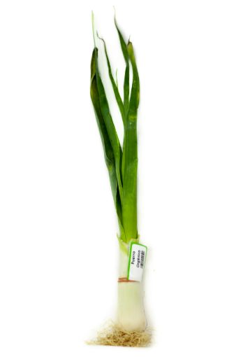 Imagen de PUERRO ORGÁNICO CB ROLLO 1.00 UND