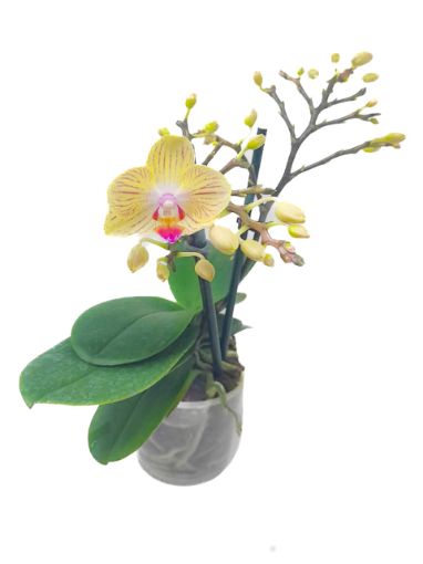 Imagen de PLANTA ORQUIDEA AGRO ORCHIDS MULTIFLORA 1.00 UND