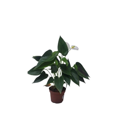 Imagen de PLANTA MINI ANTURIO NOVA CANE COLORES SURTIDOS 1 UND